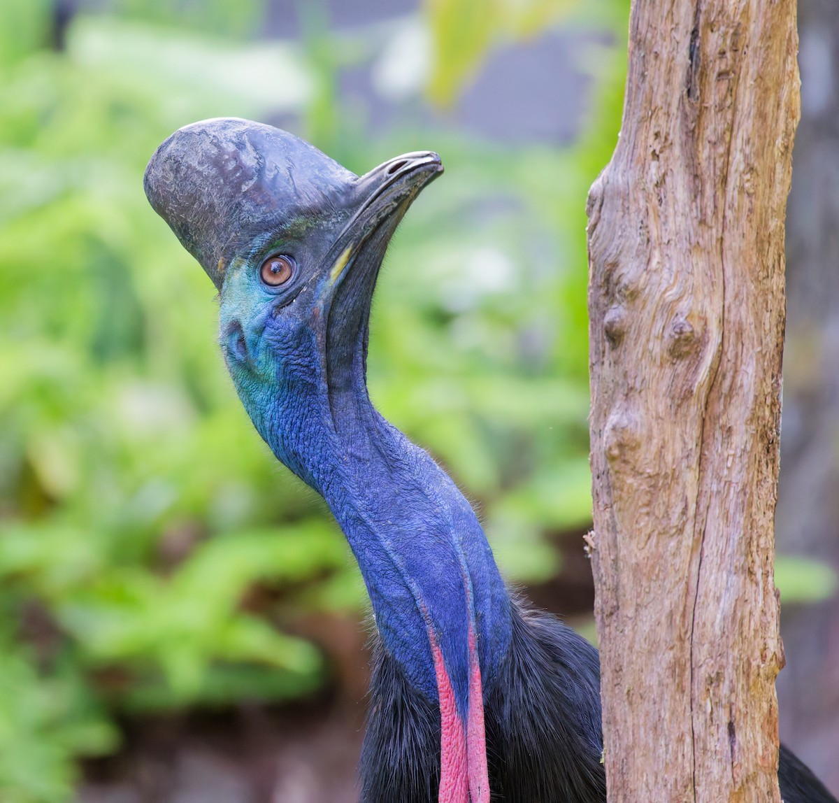 Southern Cassowary - ML646078951