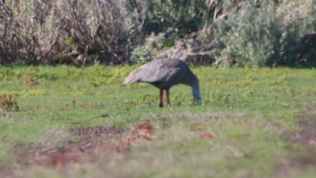 Cape Barren Goose - ML646078954
