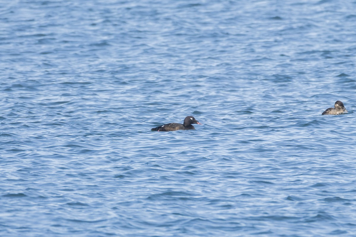 Macreuse à ailes blanches - ML646078956
