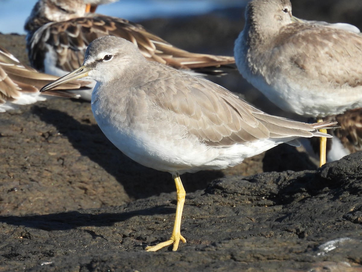 黃足鷸 - ML646078957