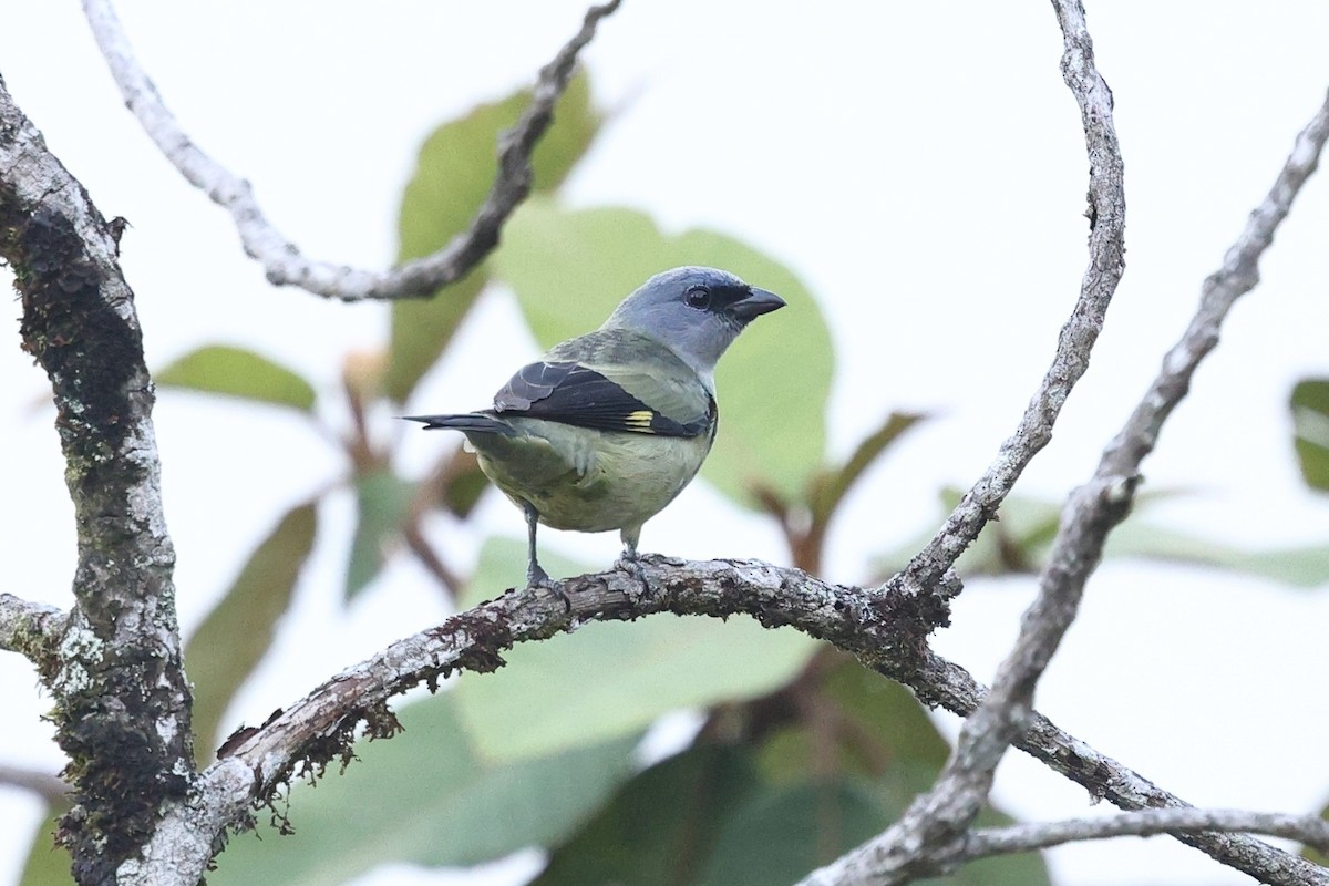 gulvingetanagar - ML646078961