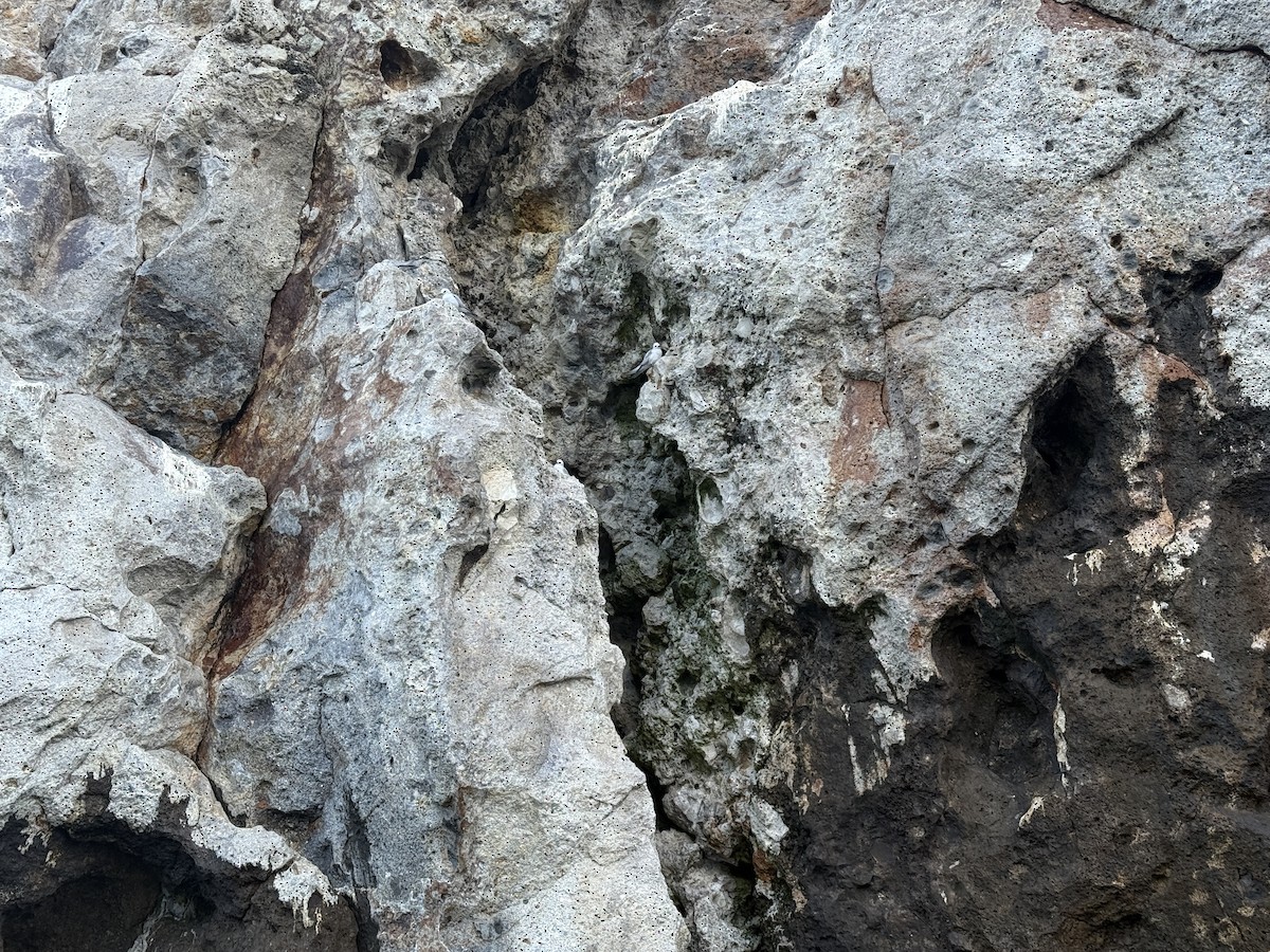 Nodi hauskara - ML646078968