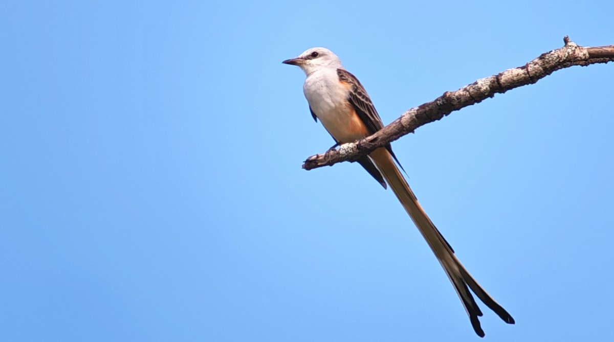 Scissor-tailed Flycatcher - ML646078972