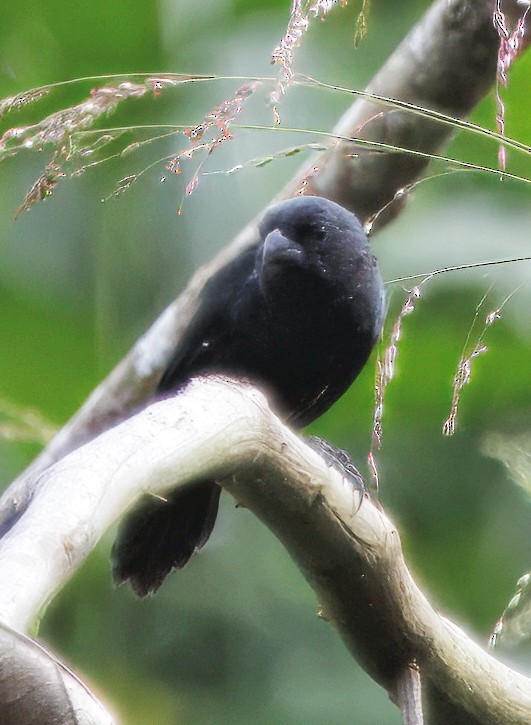 Variable Seedeater - ML646078975