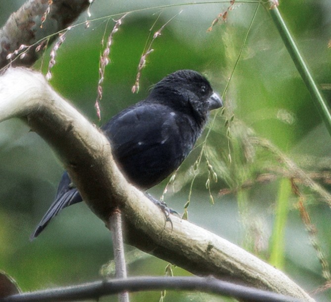 Variable Seedeater - ML646078976