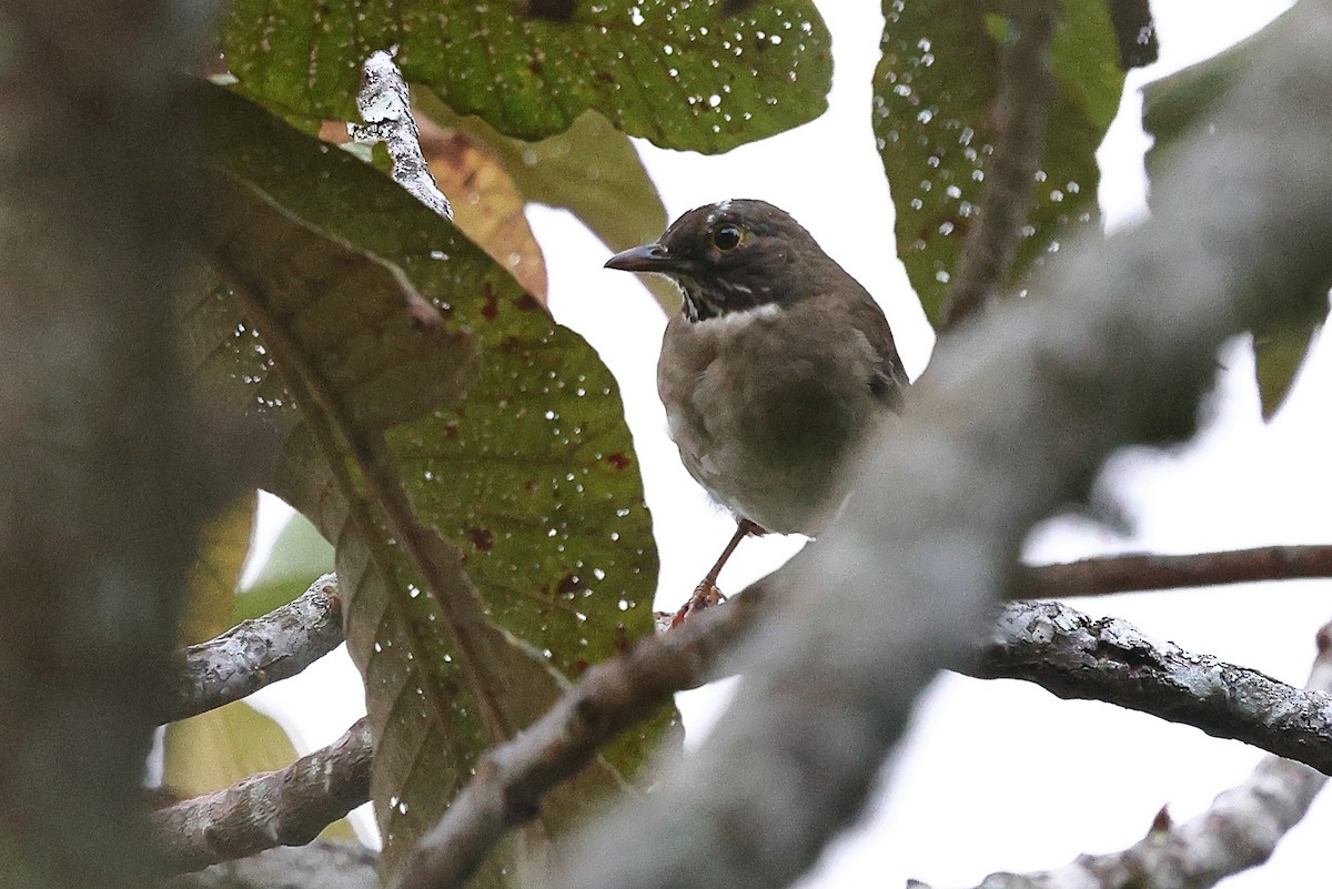 White-throated Thrush - ML646078978