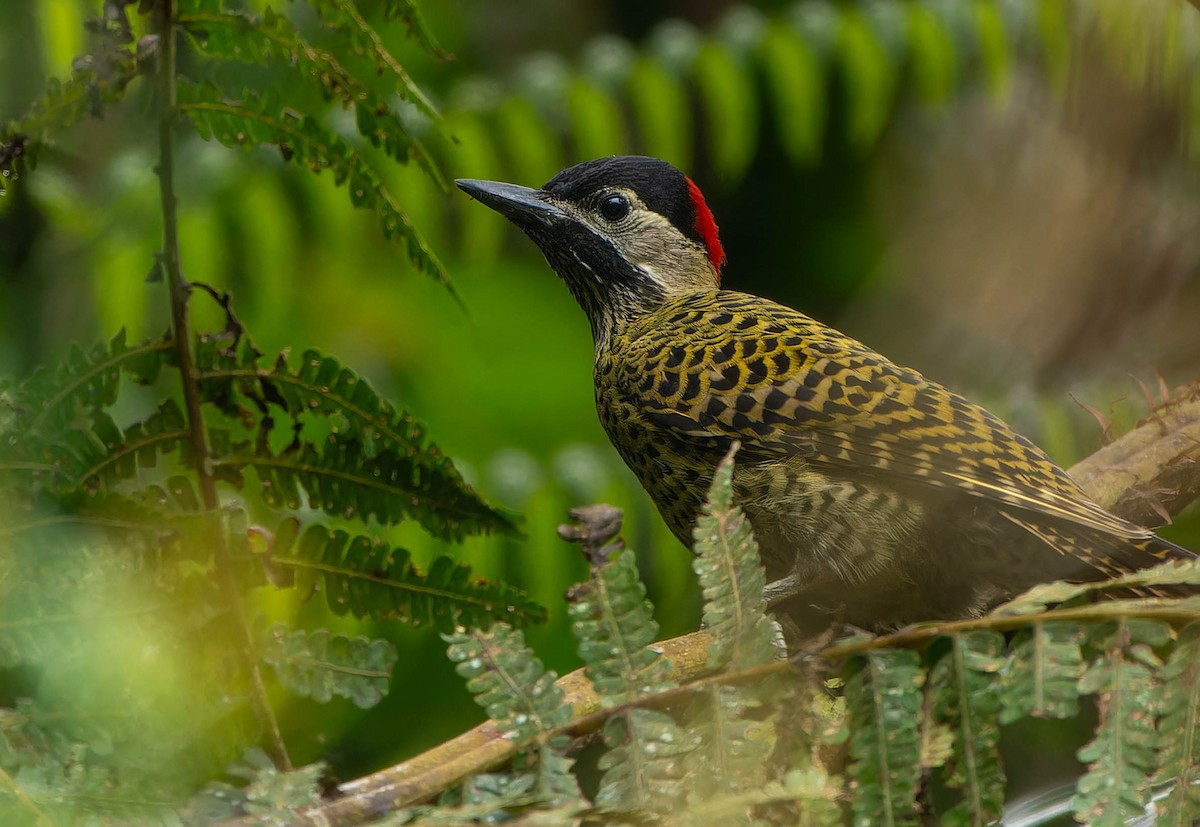 Grünbindenspecht - ML646078981