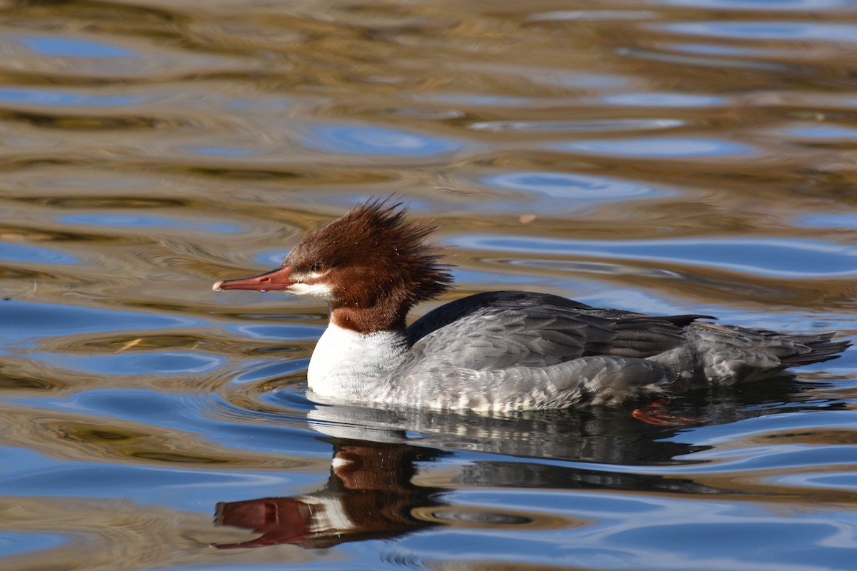 川秋沙 - ML646078984