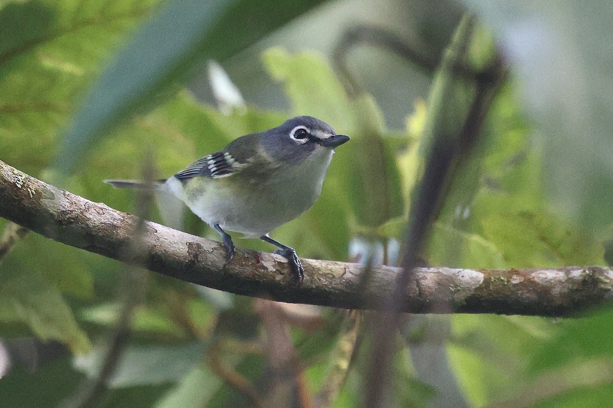 フタスジモズモドキ - ML646078987