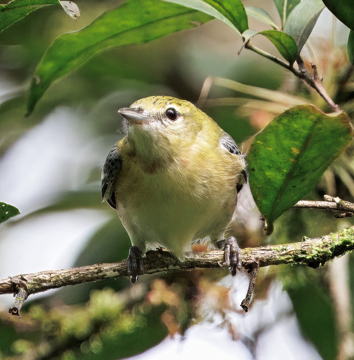 Пісняр-лісовик каштановий - ML646078991