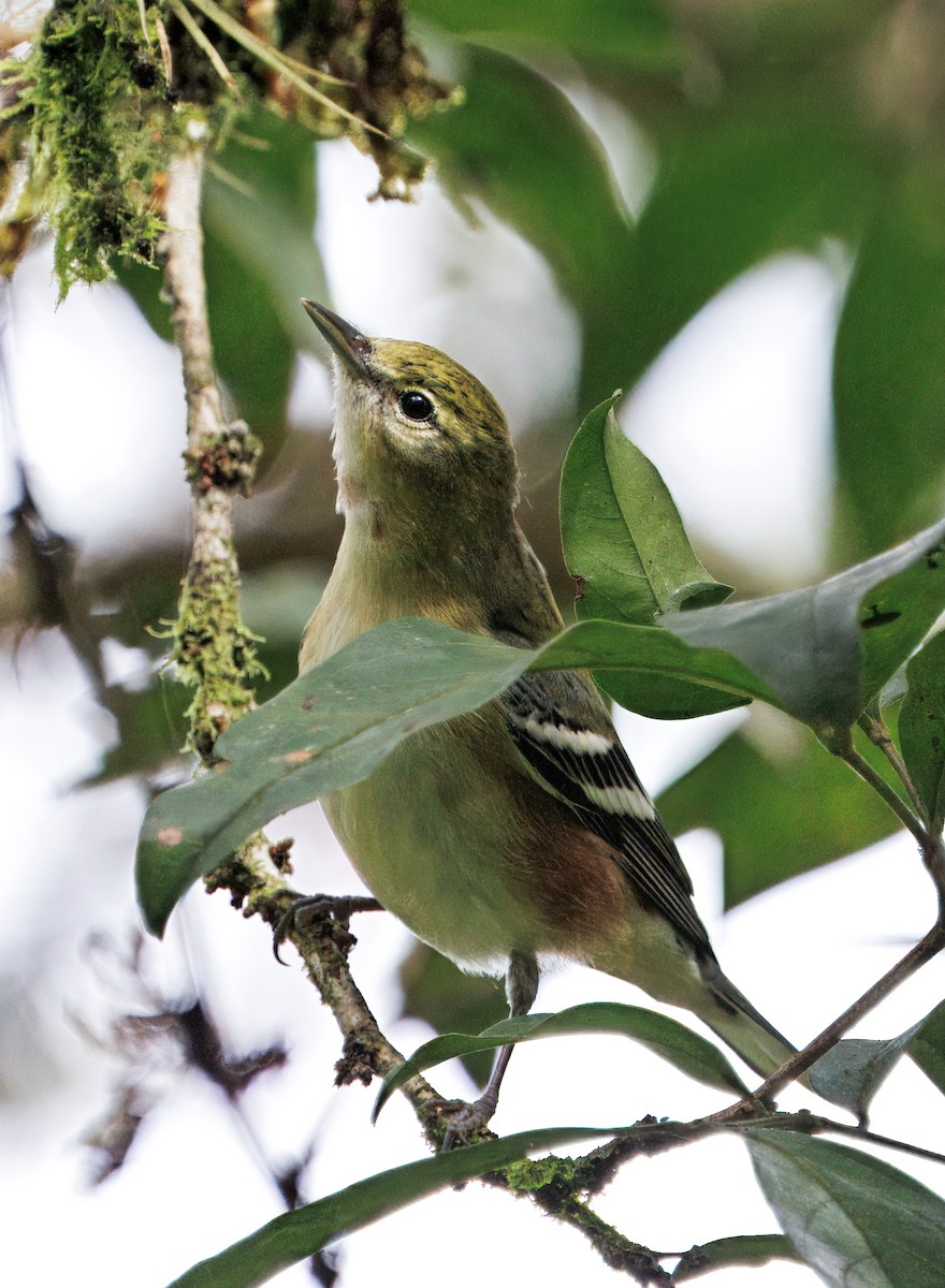 Пісняр-лісовик каштановий - ML646078993