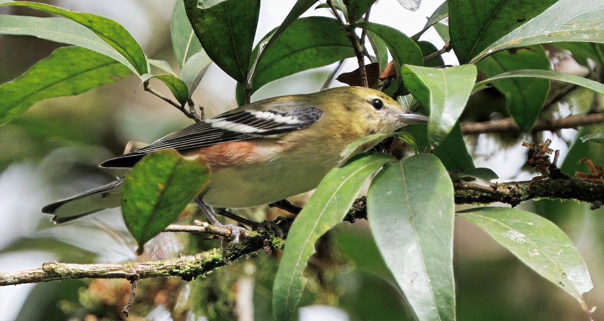 Пісняр-лісовик каштановий - ML646078994