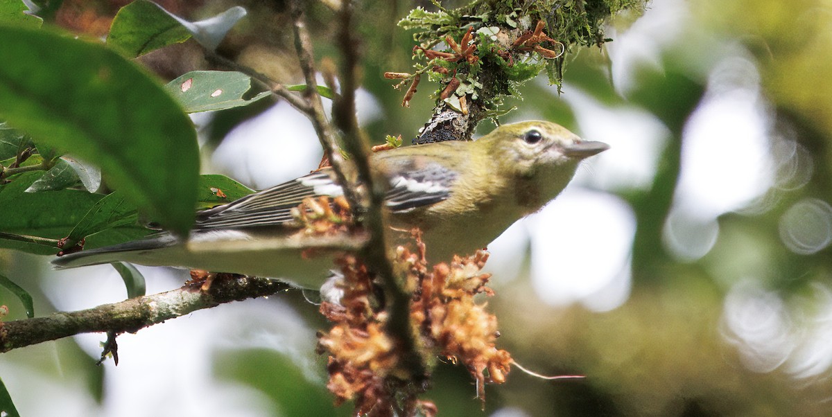 Пісняр-лісовик каштановий - ML646078995
