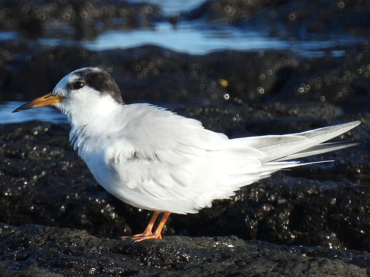 Little Tern - ML646078997