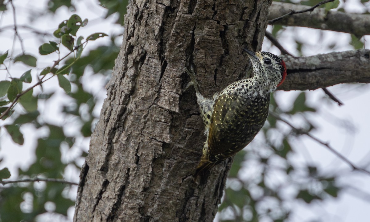 Дятлик зеленокрилий - ML646078998