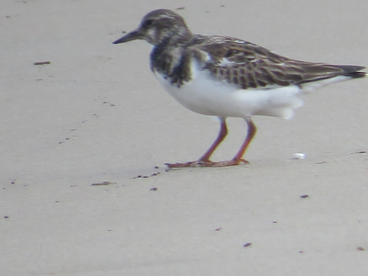 Ruddy Turnstone - ML646079000