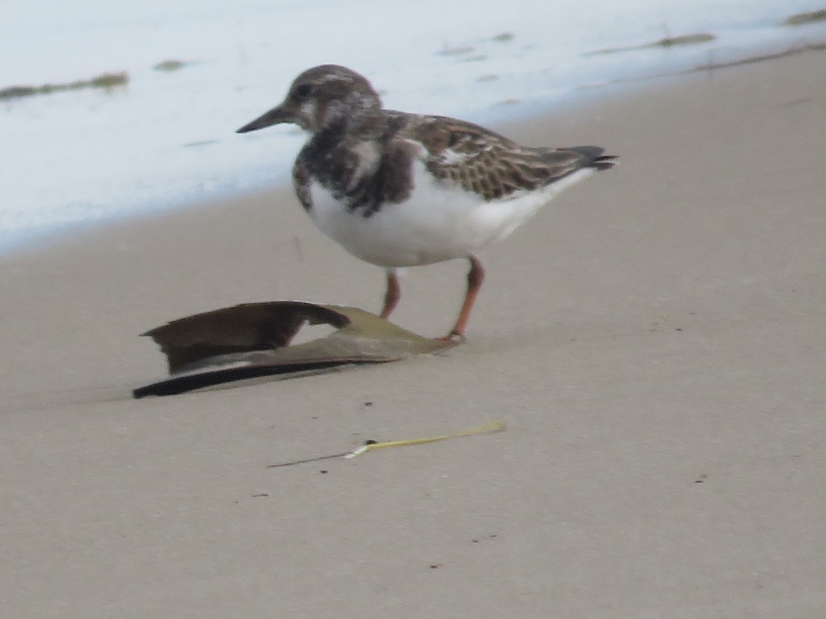 Ruddy Turnstone - ML646079001