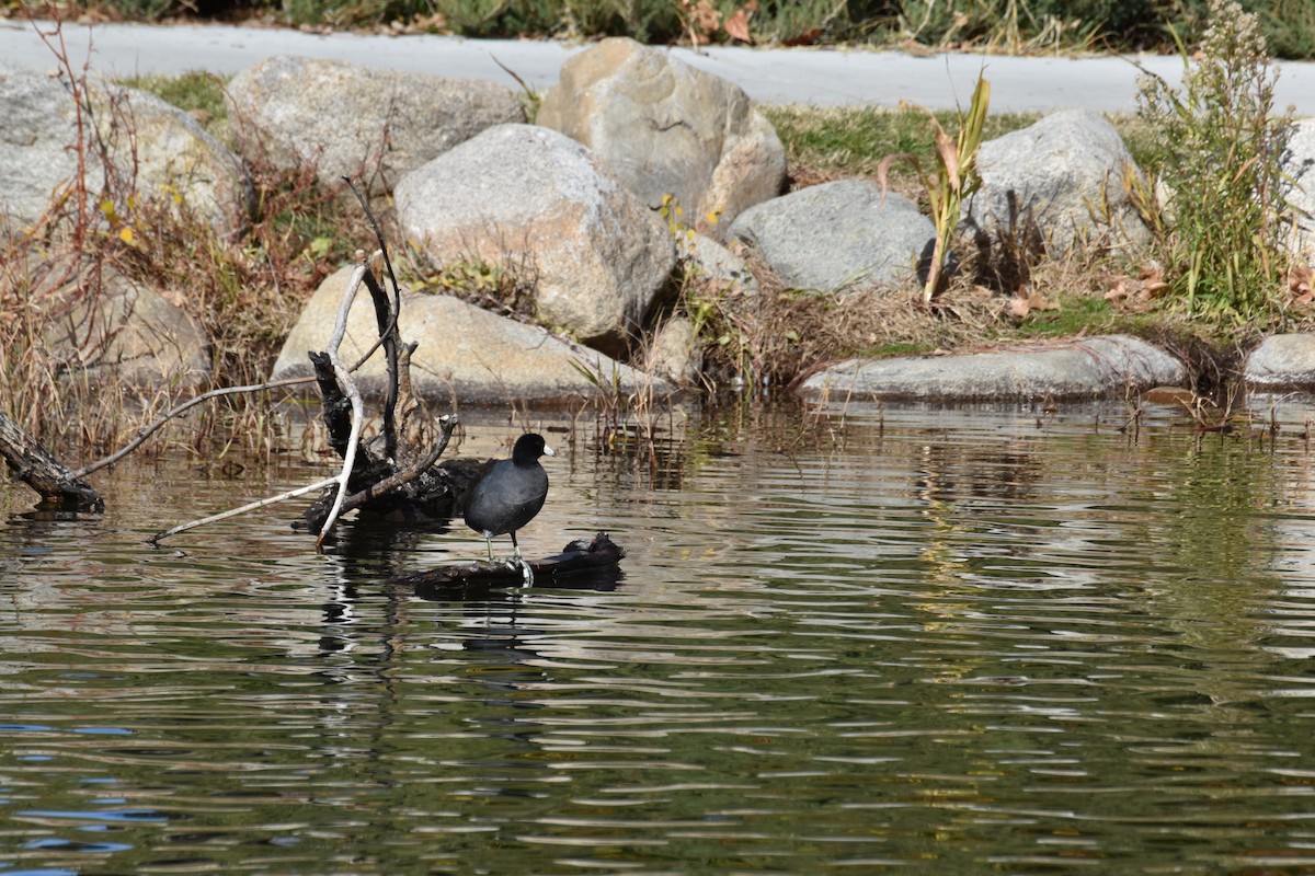 American Coot - ML646079003