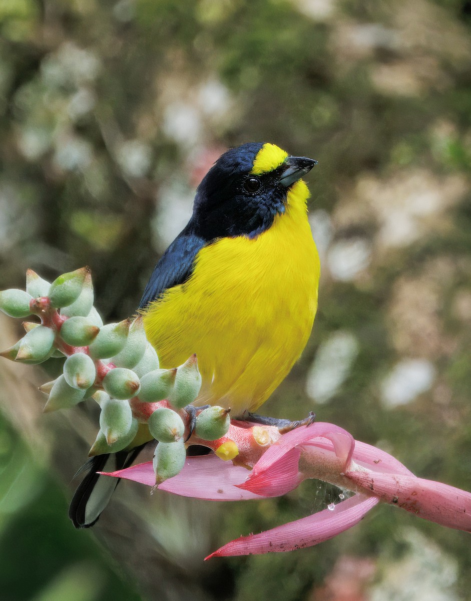 Гутурама узлісна - ML646079009