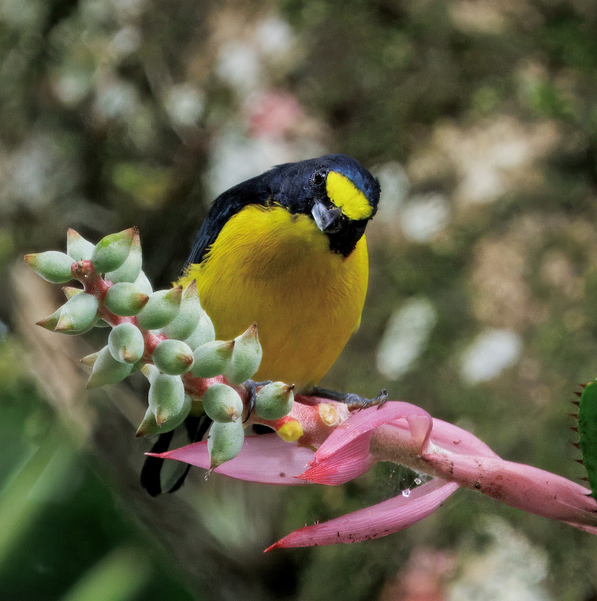 Гутурама узлісна - ML646079010