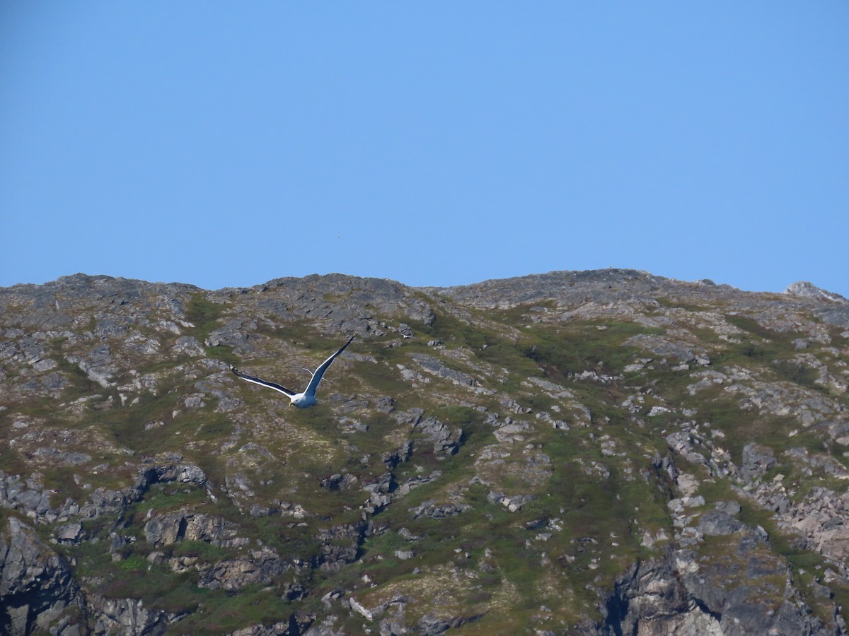 Мартин морський - ML646079013