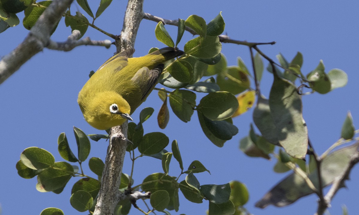 Окулярник лимонний - ML646079014