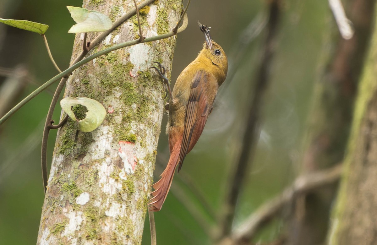 Дереволаз оливковий - ML646079015