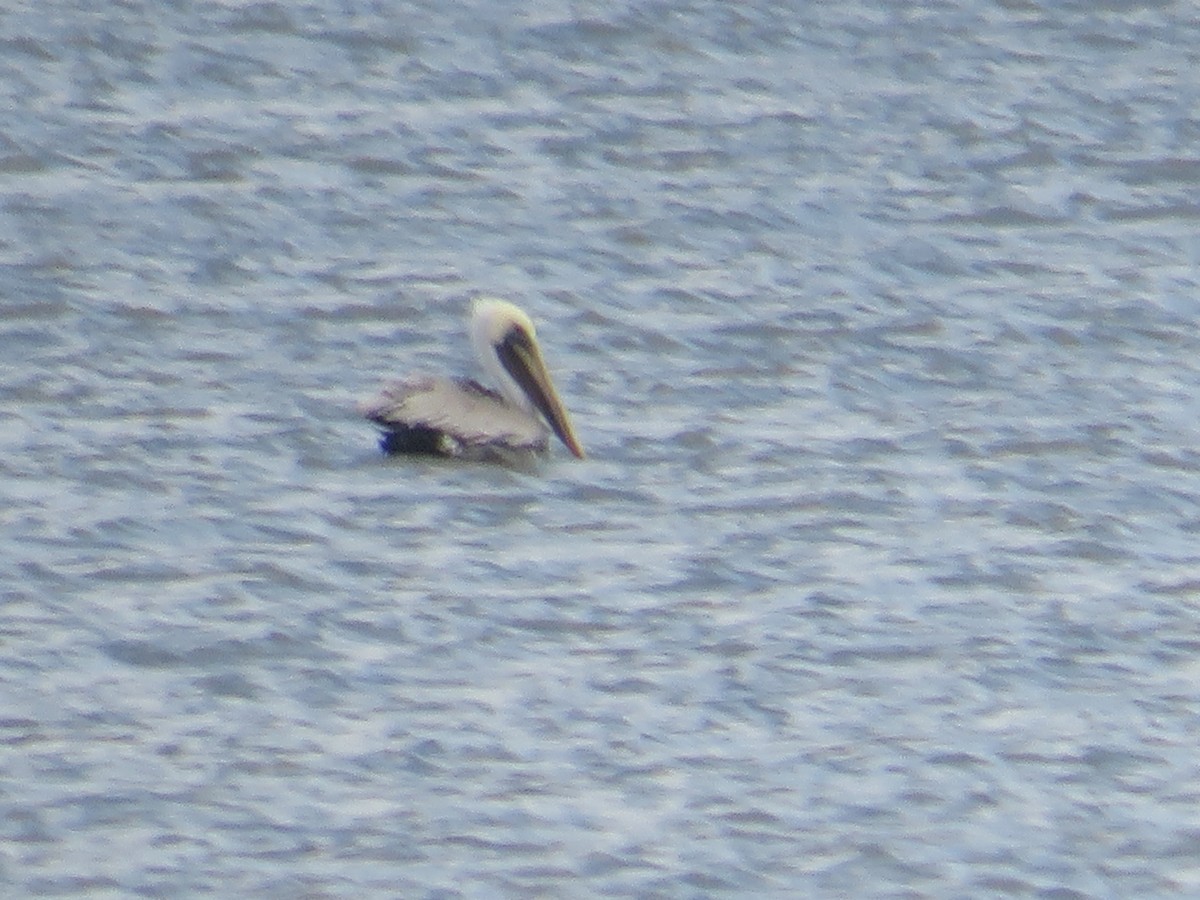 Пелікан бурий - ML646079016