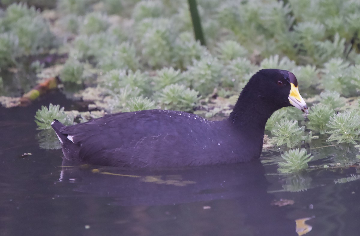 Лиска американська (червонобляшкова) - ML646079018