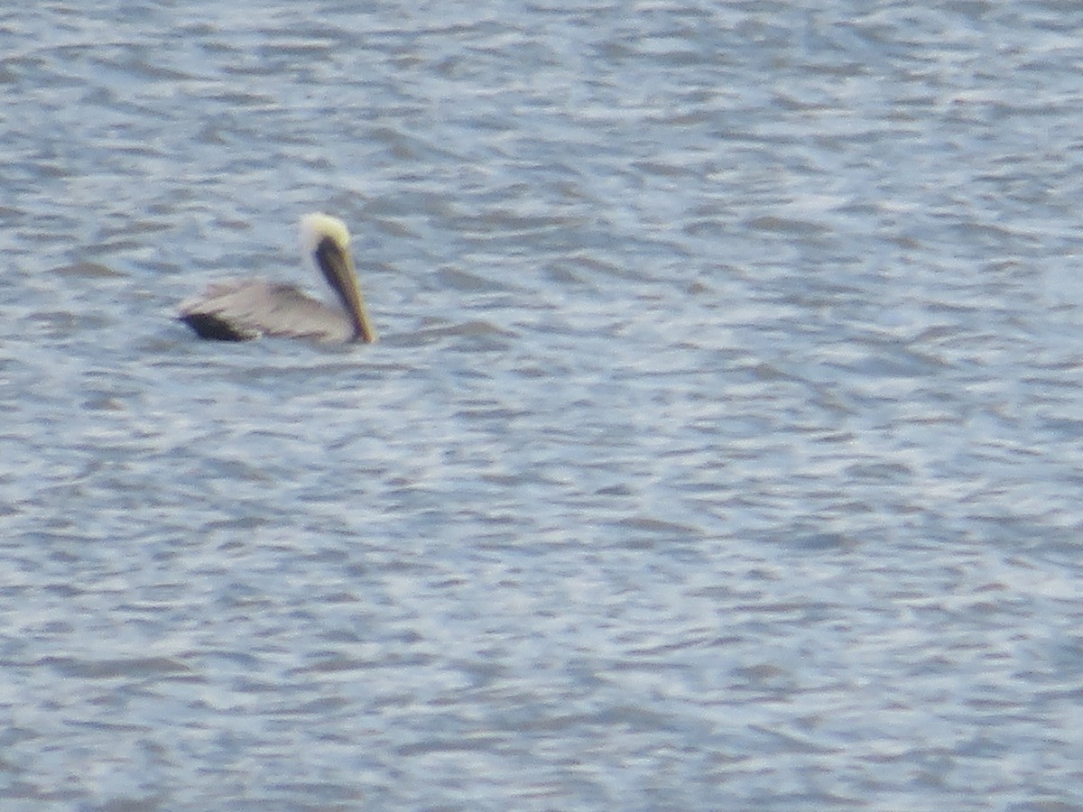 Пелікан бурий - ML646079019