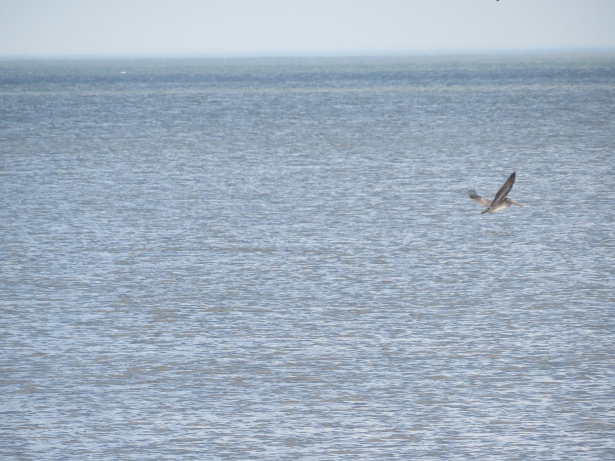 Пелікан бурий - ML646079020