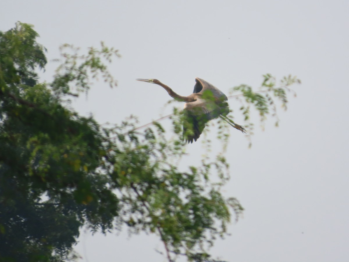 Чапля руда - ML646079021