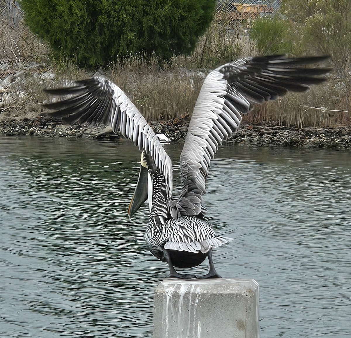 Пелікан бурий - ML646079022