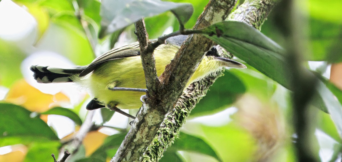 Мухолов-клинодзьоб сірий - ML646079023