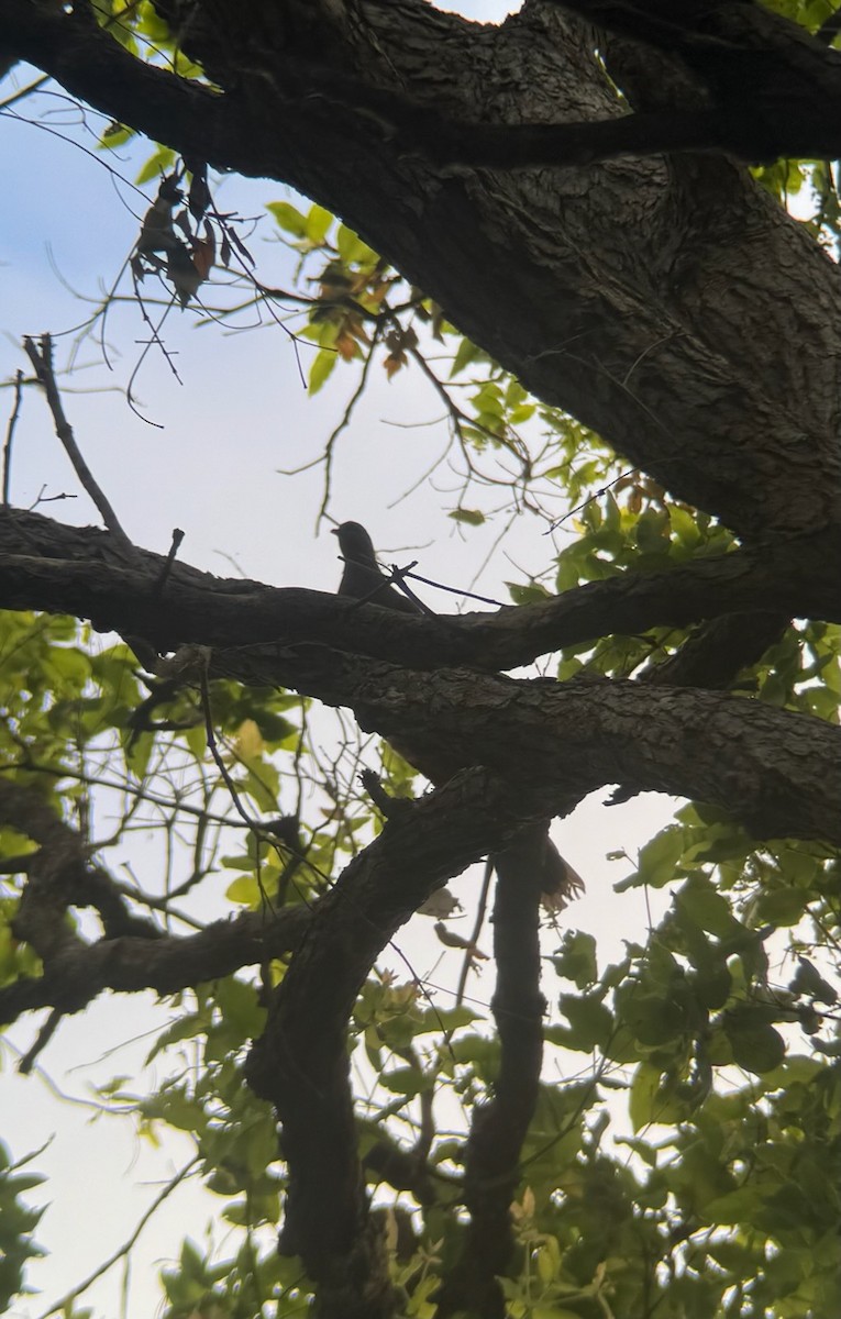 Горлиця бура - ML646079024