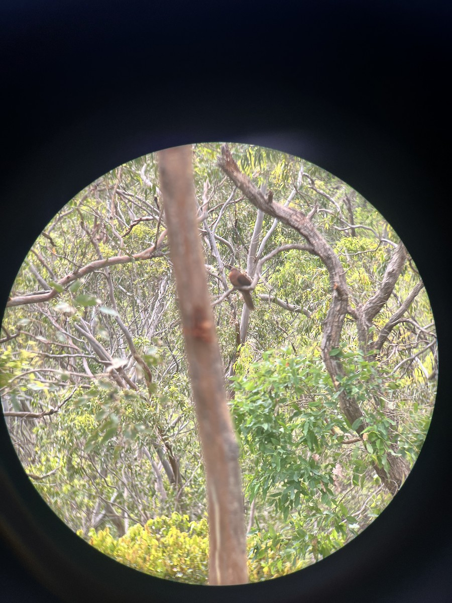 Maronentaube - ML646079025