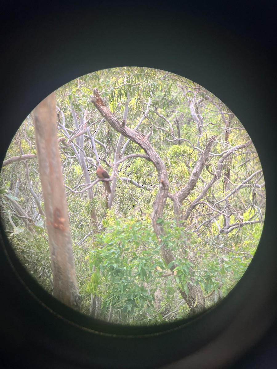 Maronentaube - ML646079026