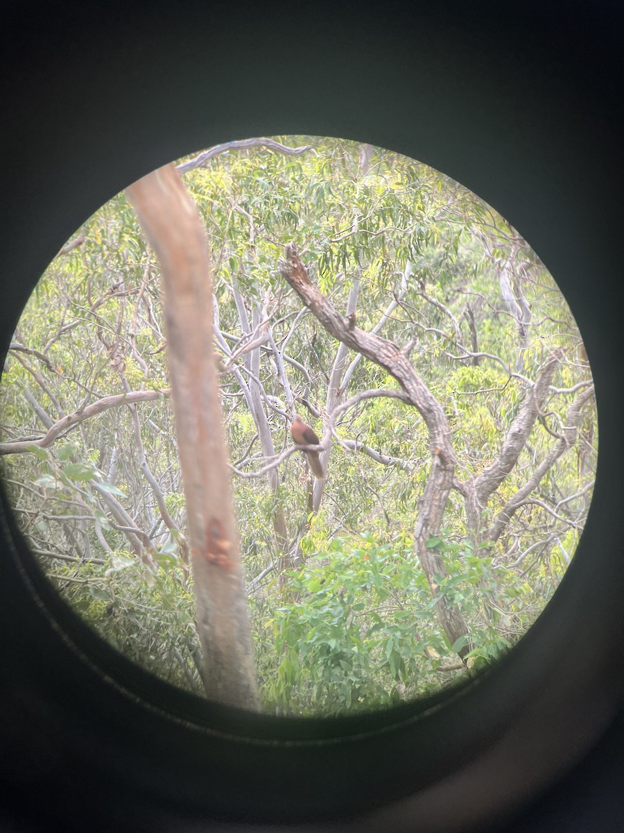 Maronentaube - ML646079027