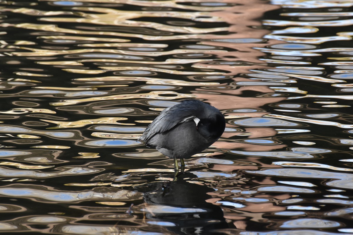 Лиска американська - ML646079028