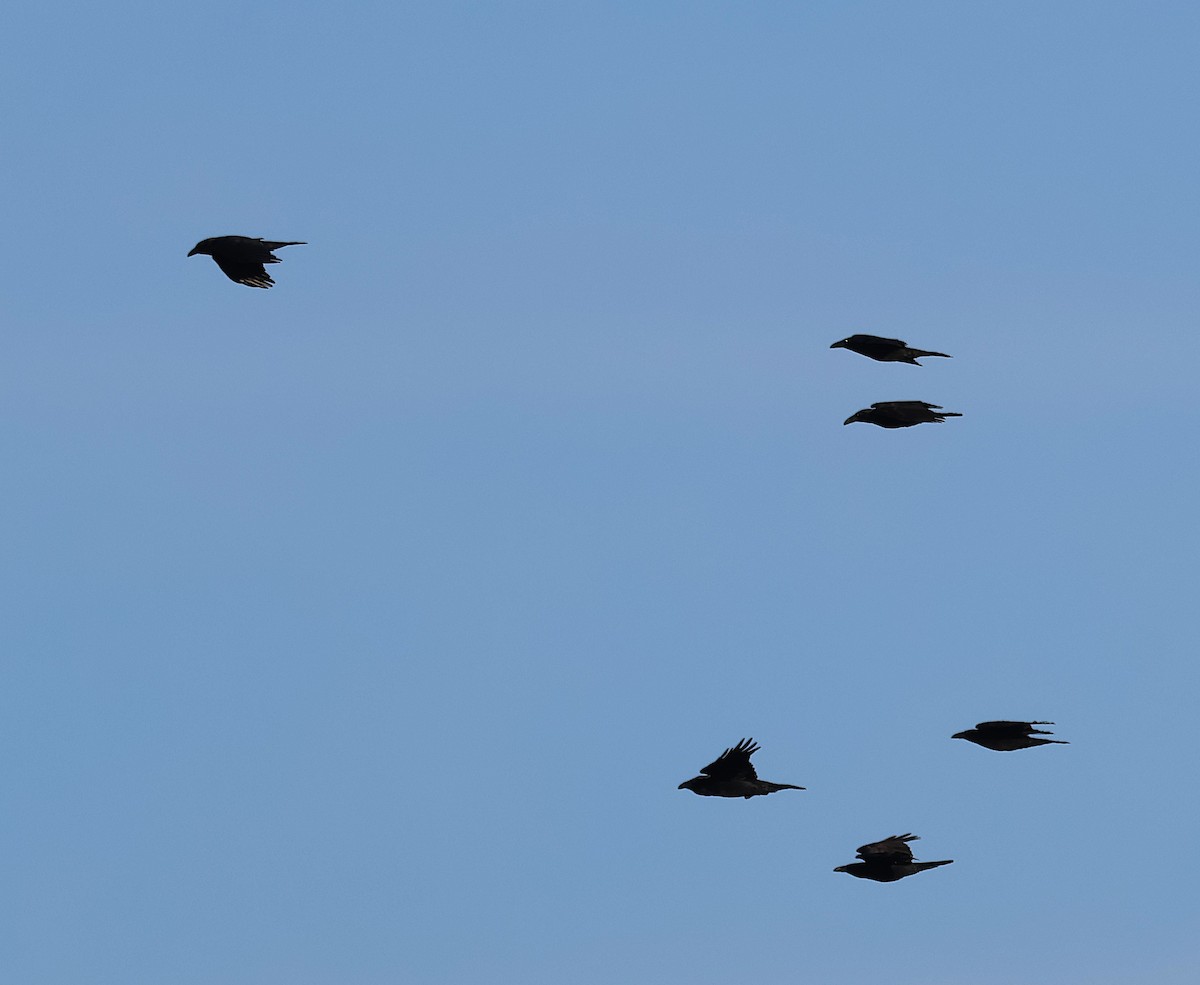 Крук звичайний - ML646079029