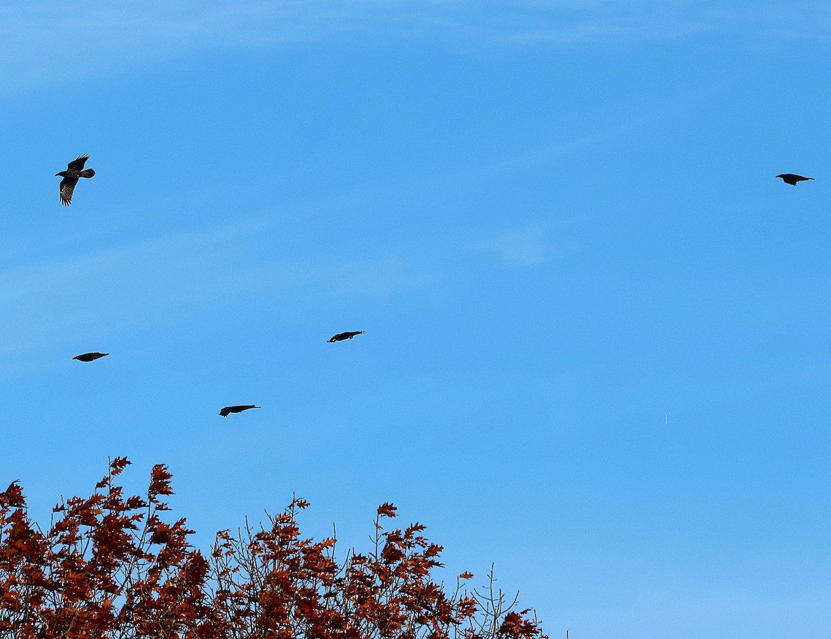 Крук звичайний - ML646079030