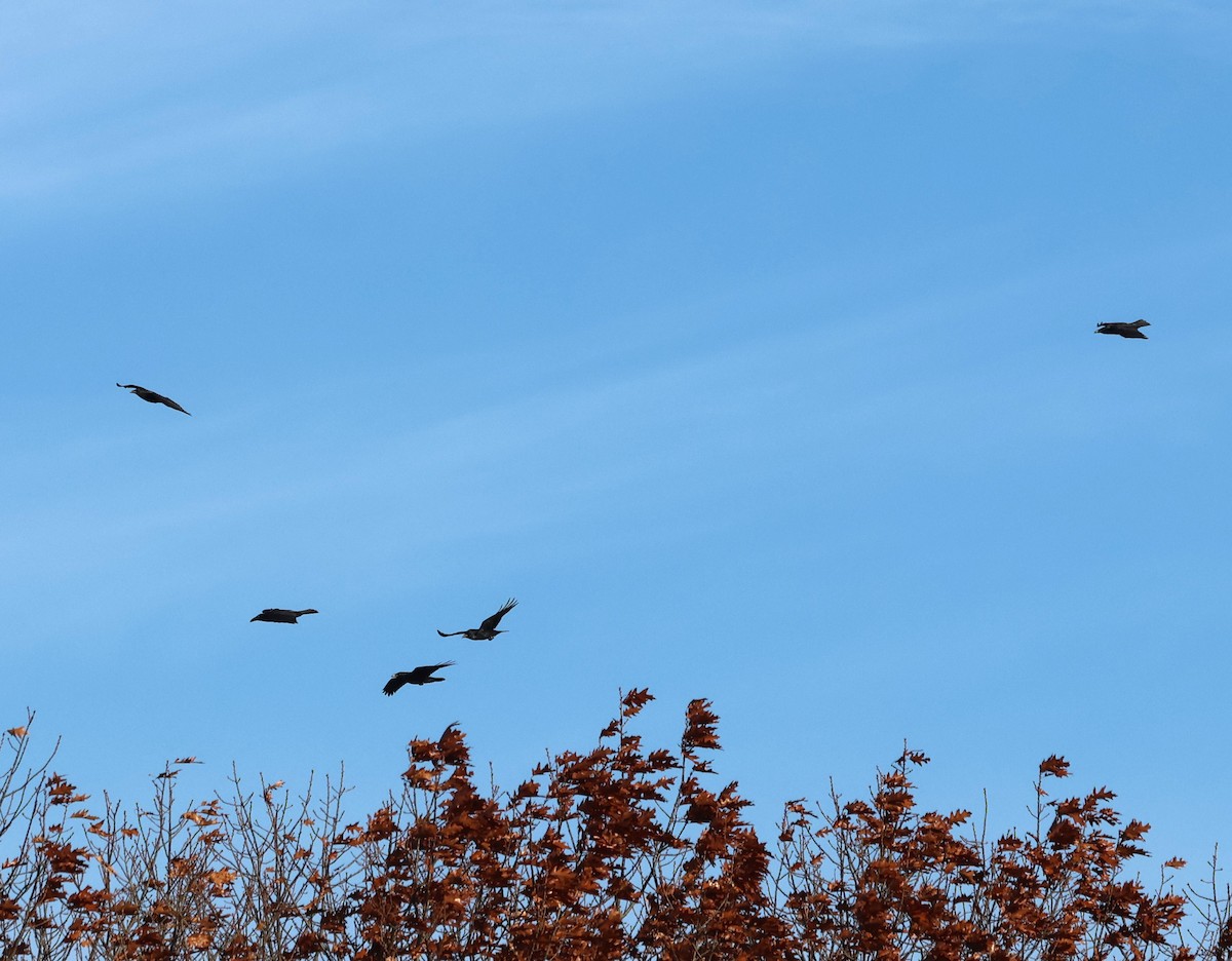 Крук звичайний - ML646079031