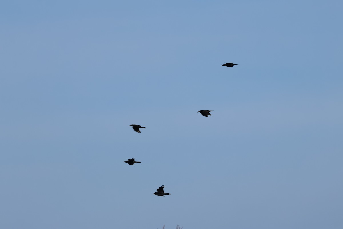 Крук звичайний - ML646079032