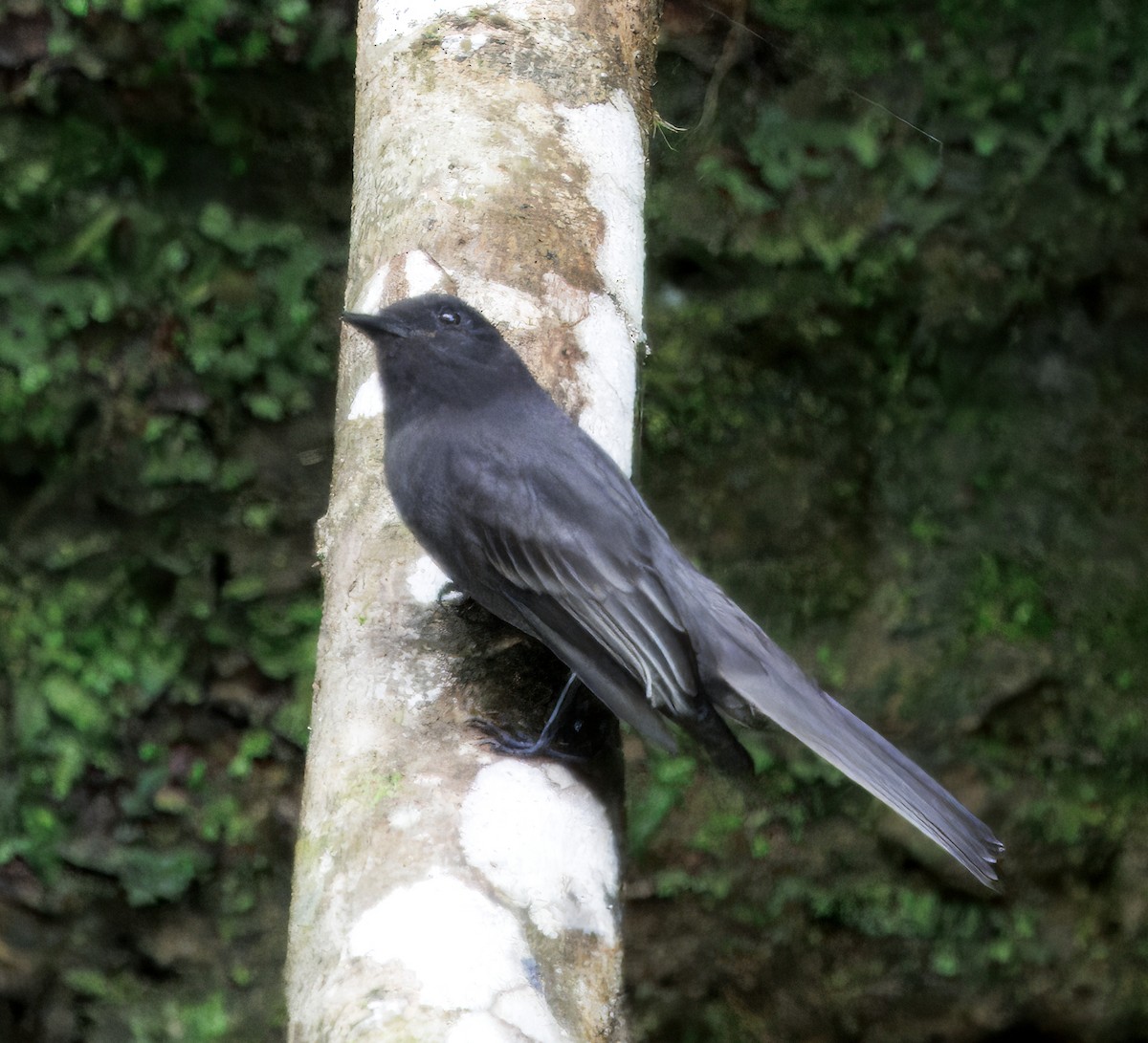 Феб чорний - ML646079033