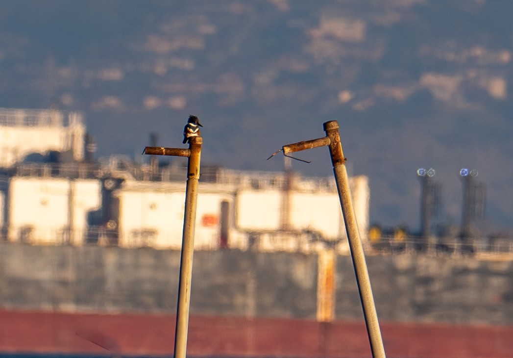 Рибалочка-чубань північний - ML646079036