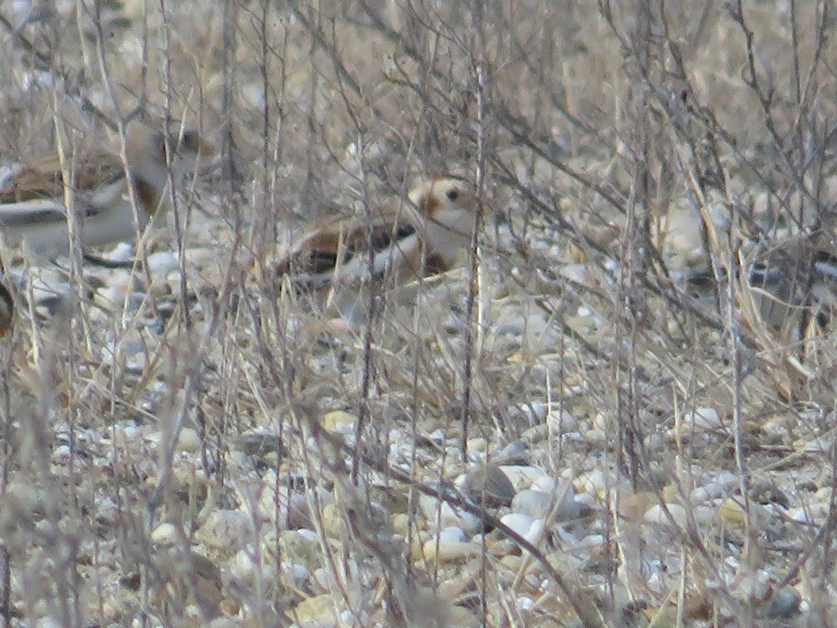 Пуночка снігова - ML646079039