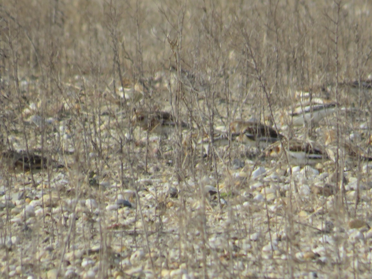 Пуночка снігова - ML646079040