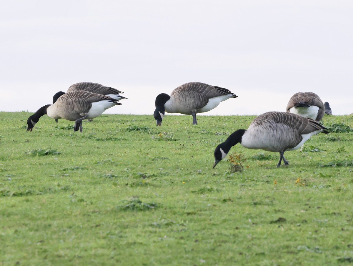 Казарка канадська - ML646079041