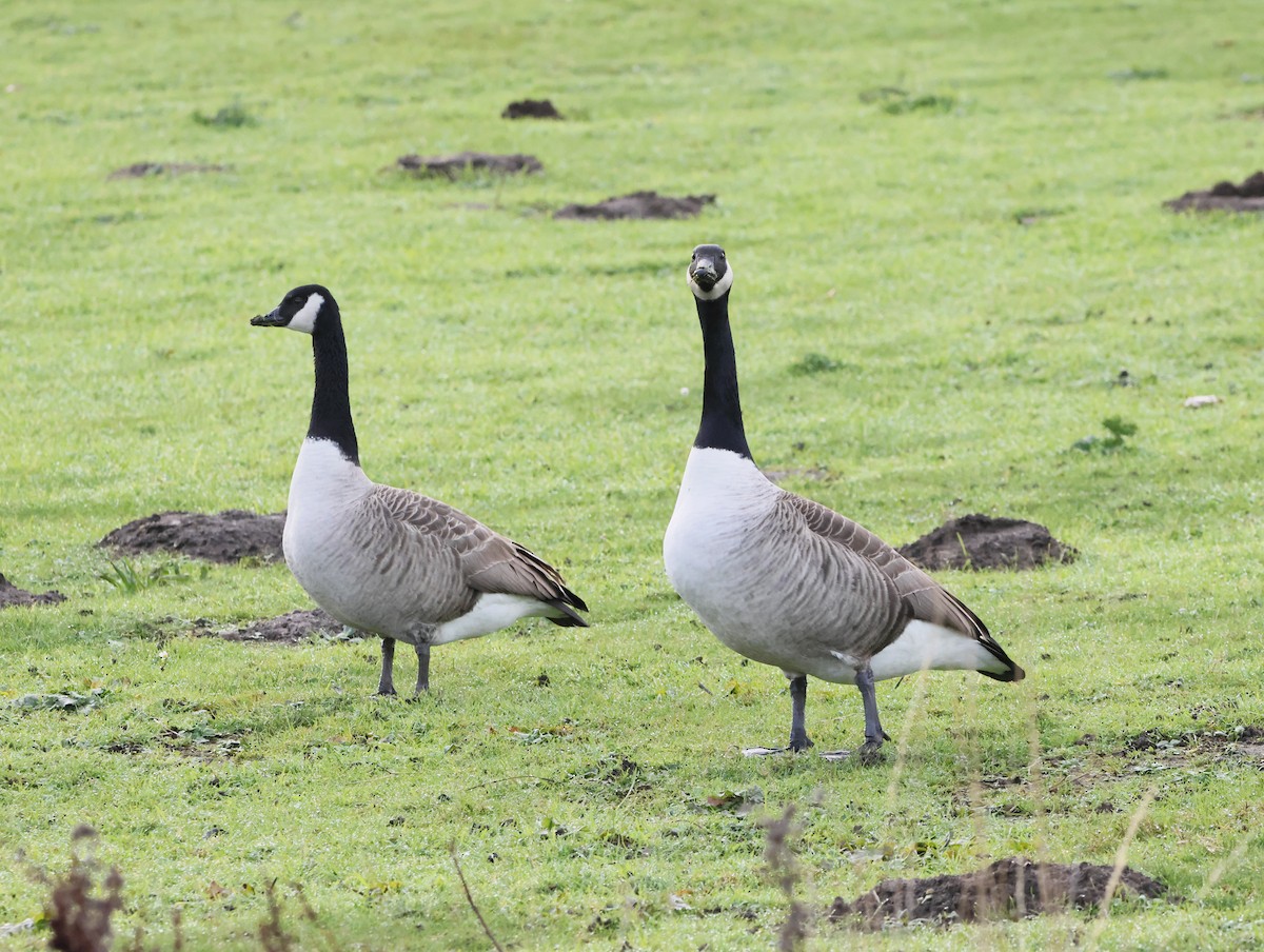 Казарка канадська - ML646079043