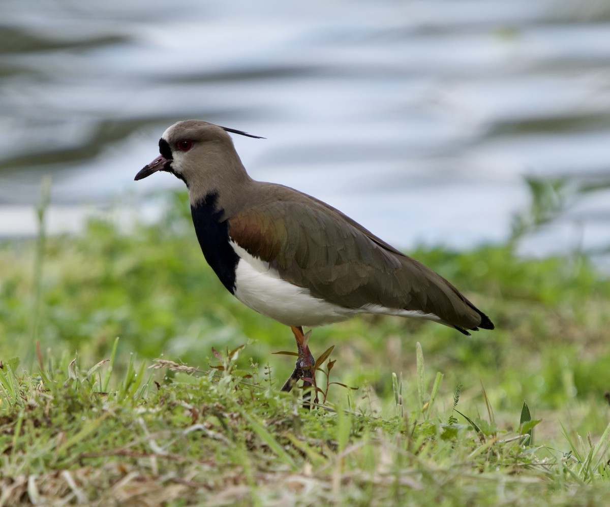 Чайка чилійська (підвид cayennensis) - ML646079044